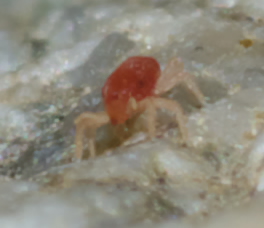 Cyta sp. (Bdellidae) - Rende (CS)